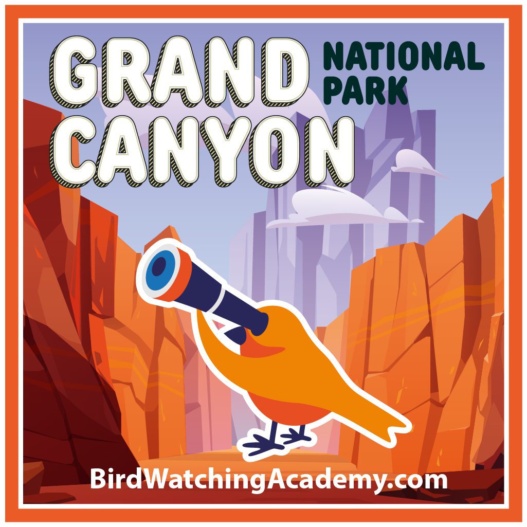Bird Watching in Grand Canyon National Park