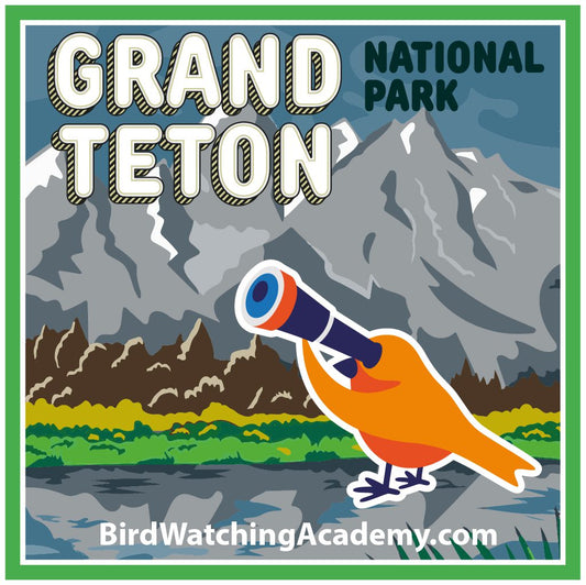 Bird Watching in Grand Teton National Park