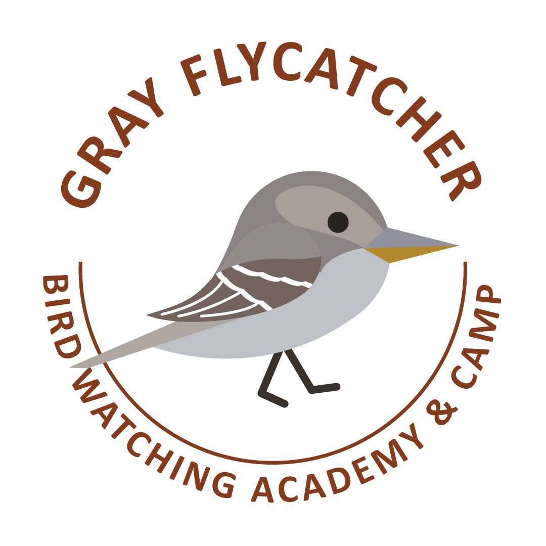 Gray Flycatcher