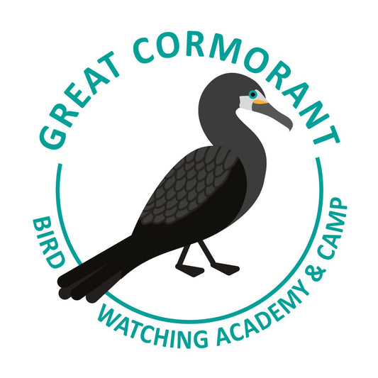 Great Cormorant