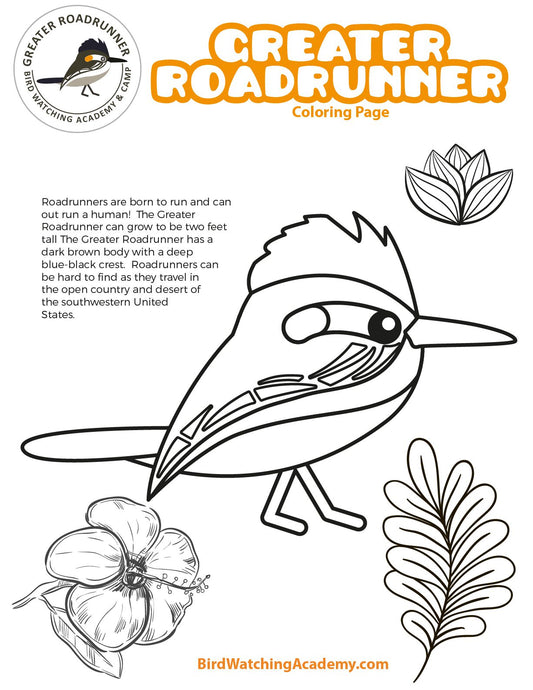 Greater Roadrunner Coloring Page