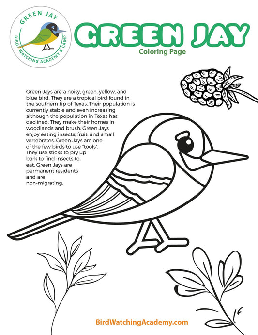 Green Jay Coloring Page