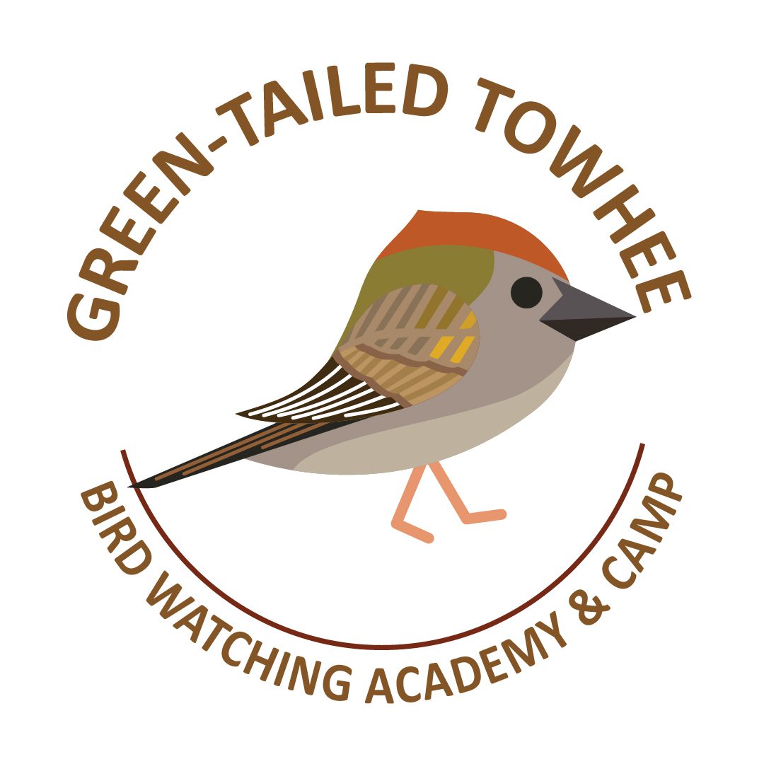 Green-tailed Towhee