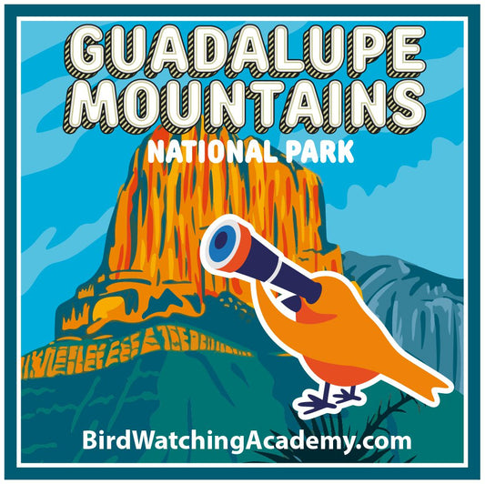 Bird Watching at Guadalupe Mountains National Park