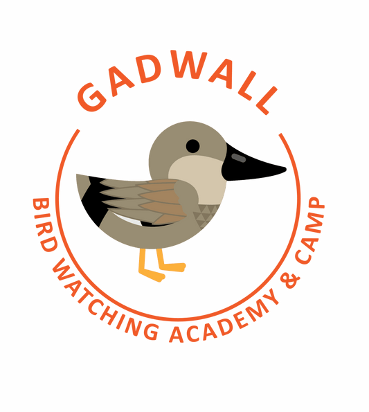 Gadwall