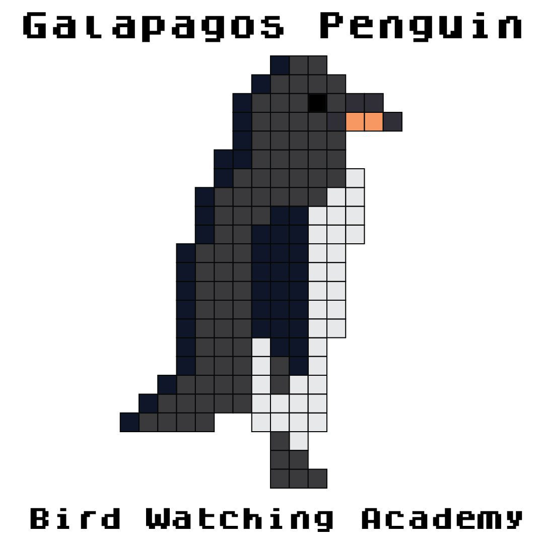 10 Amazing Facts About Galapagos Penguins