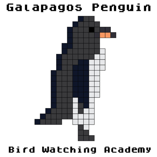 10 Amazing Facts About Galapagos Penguins