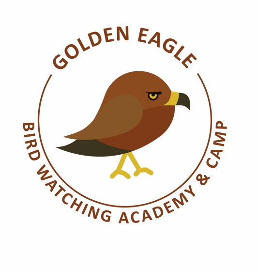 Golden Eagle
