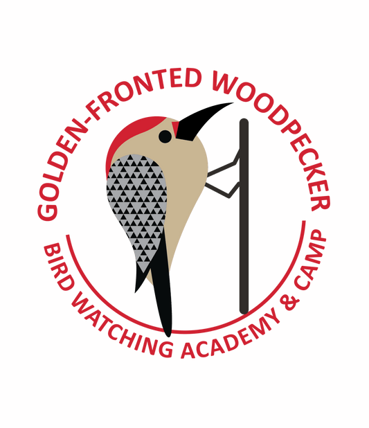 Golden-fronted Woodpecker