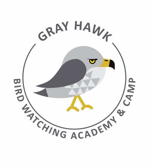 Gray Hawk