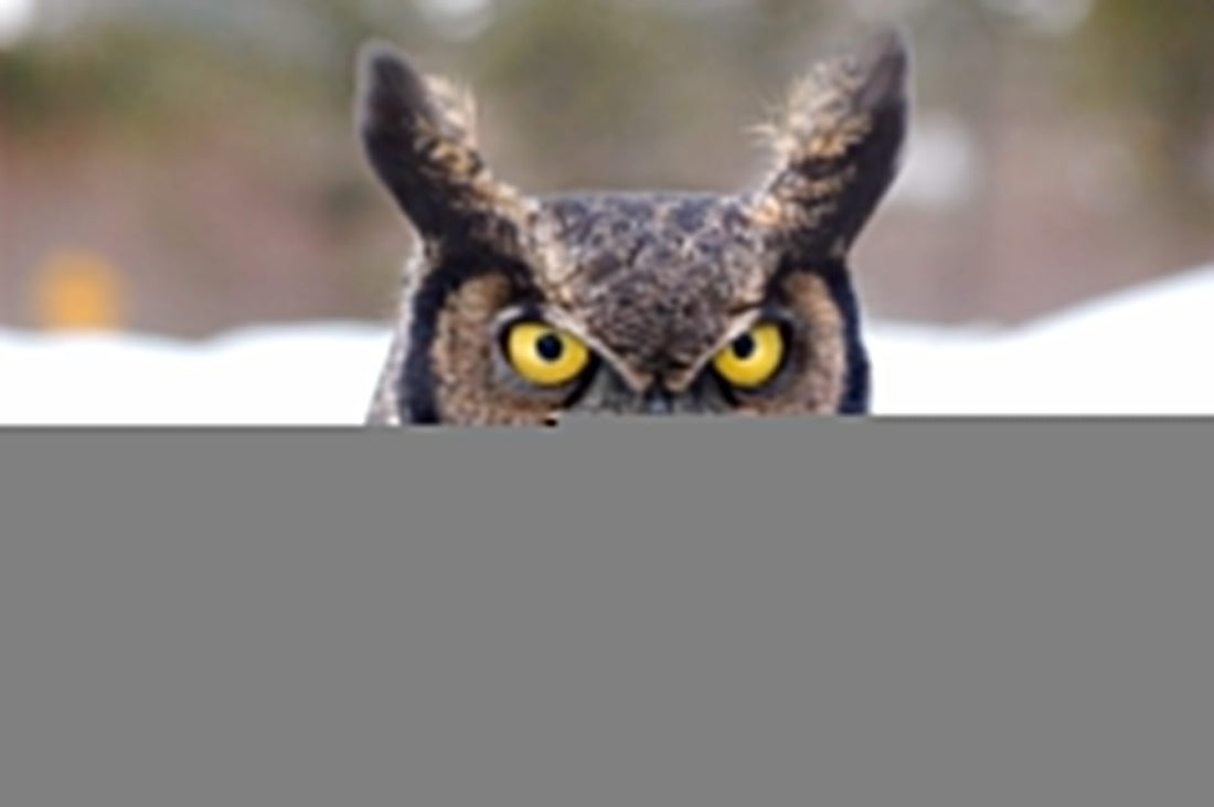 10 Amazing Facts About Great Horned Owls