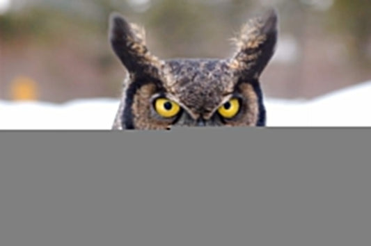 10 Amazing Facts About Great Horned Owls