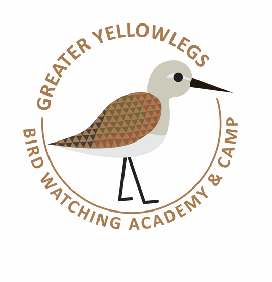 Greater Yellowlegs