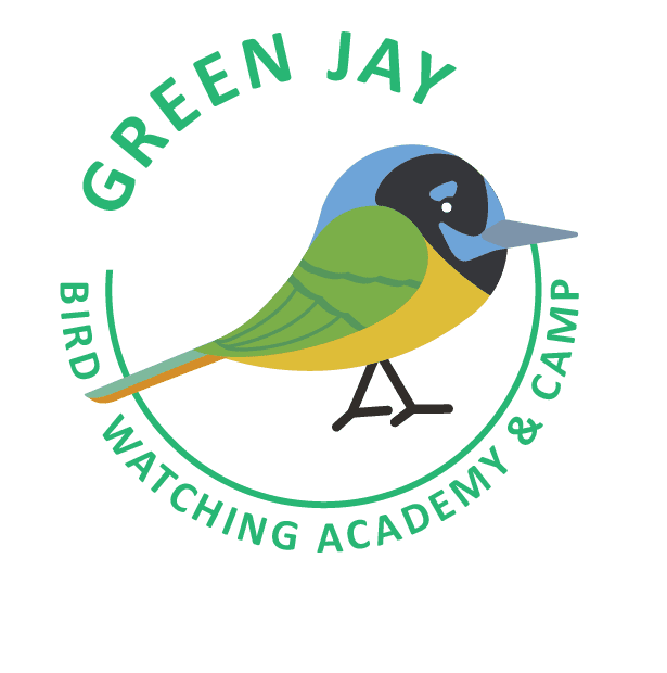 Green Jay
