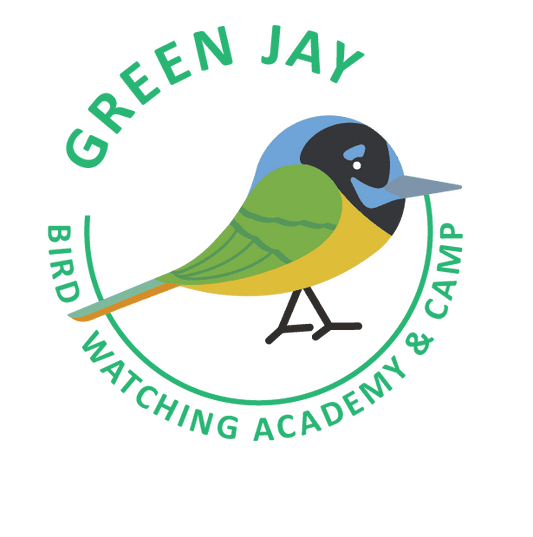 Green Jay