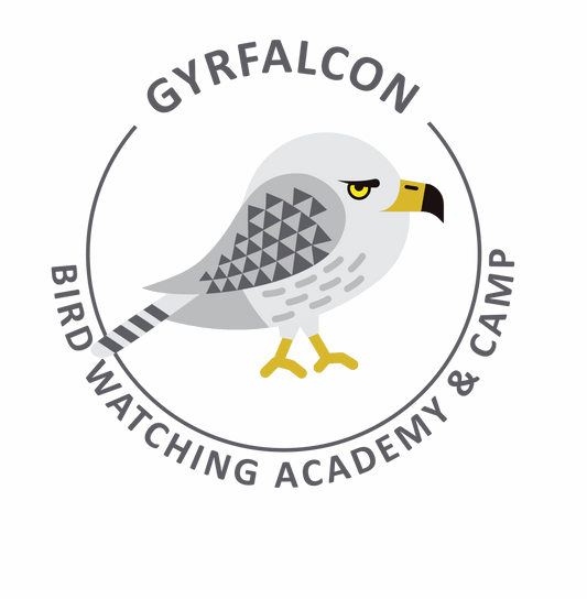Gyrfalcon