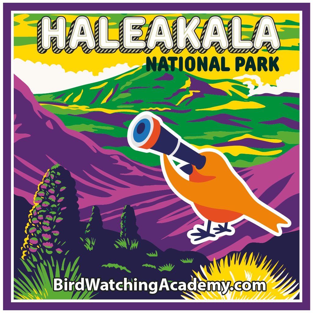 Bird Watching at Haleakala National Park