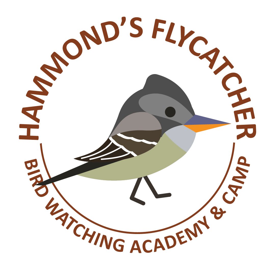 Hammond’s Flycatcher