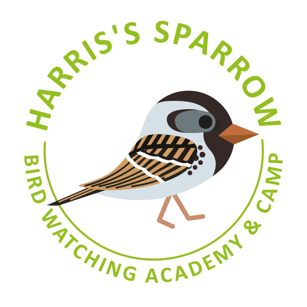 Harris’s Sparrow