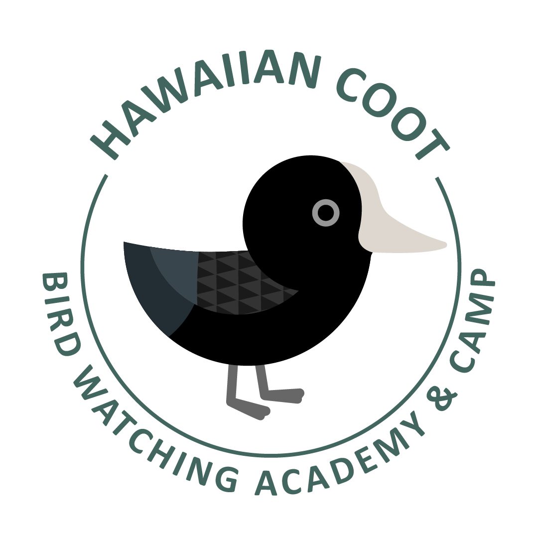 Hawaiian Coot