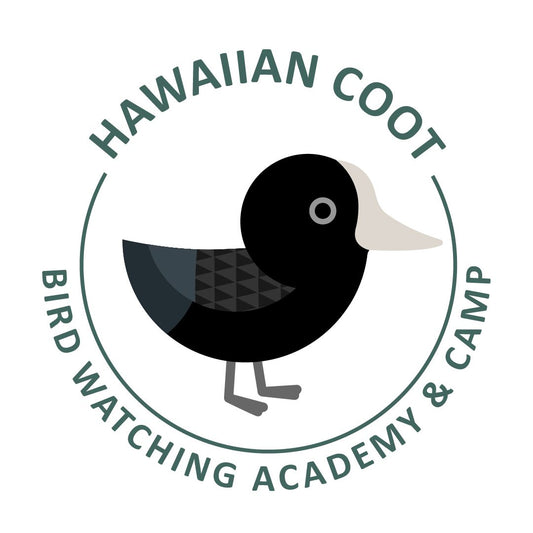 Hawaiian Coot