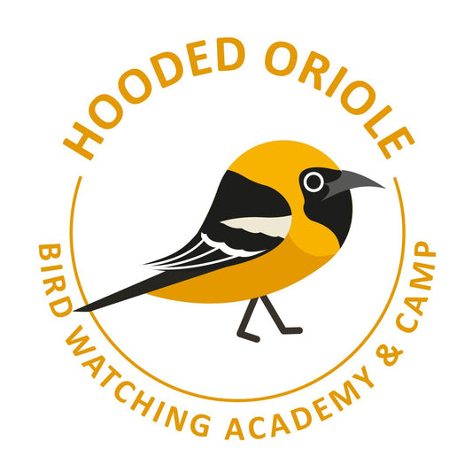 Hooded Oriole