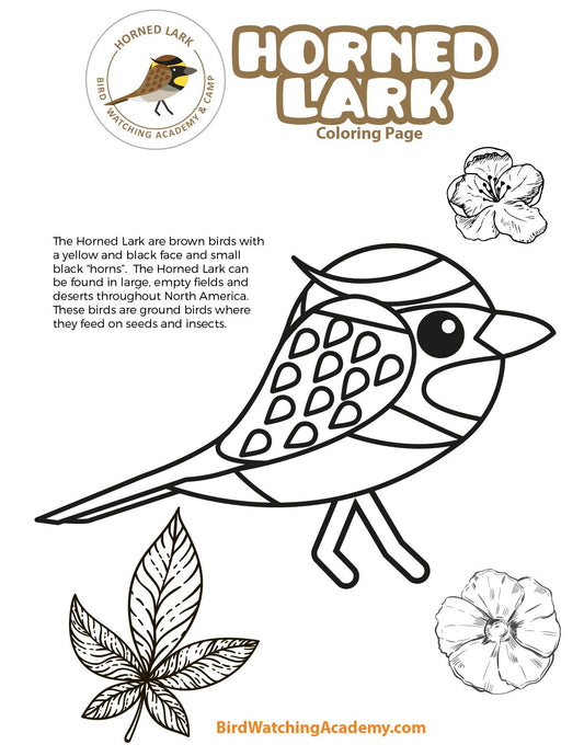 Horned Lark Coloring Page