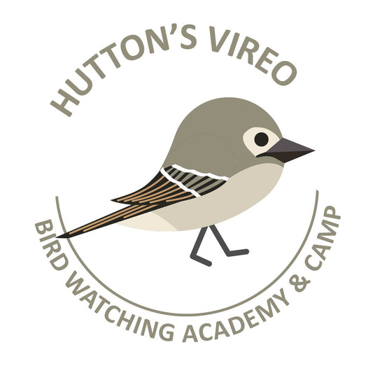 Hutton's Vireo