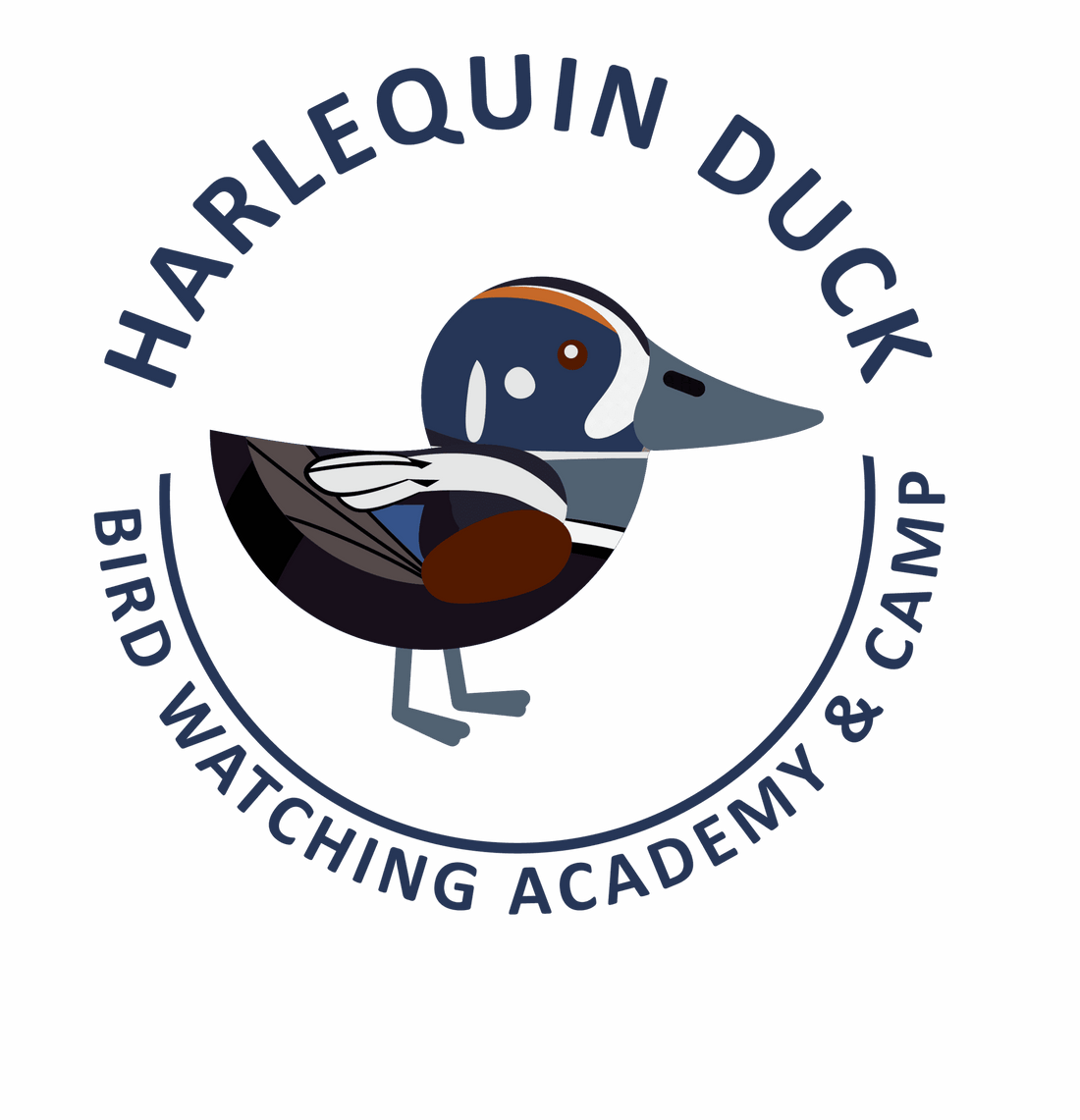 Harlequin Duck