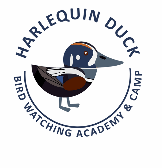 Harlequin Duck
