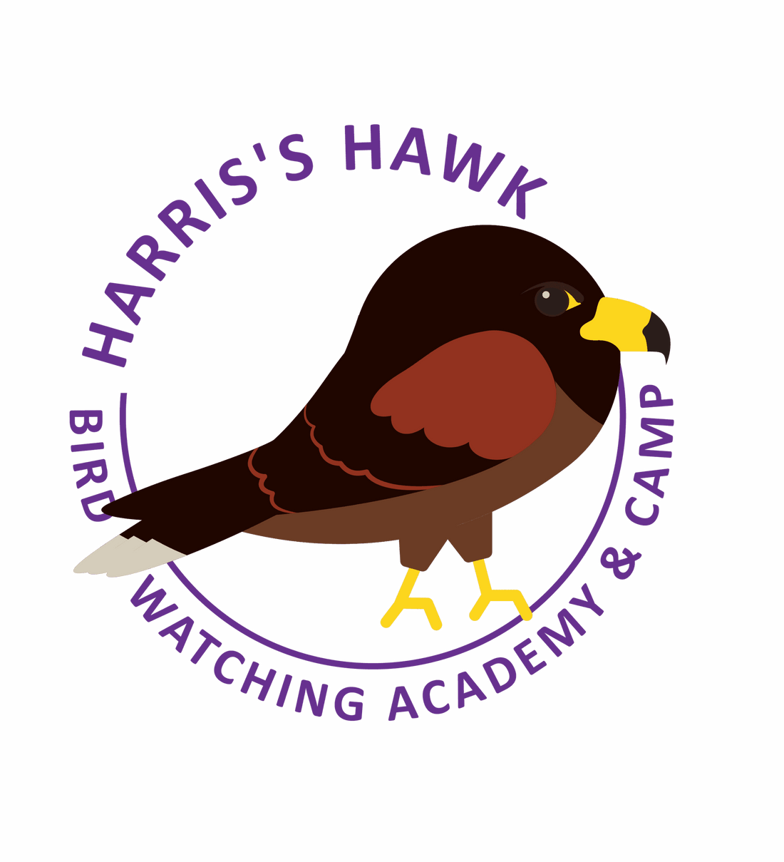Harris's Hawk