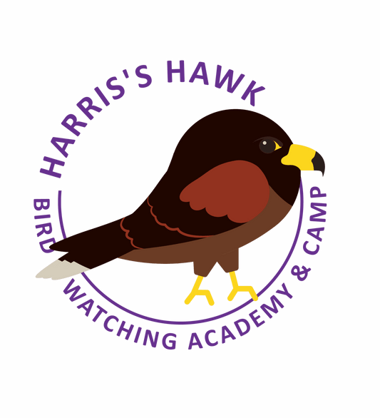 Harris's Hawk