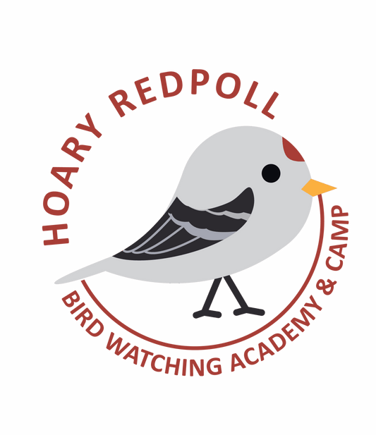 Hoary Redpoll