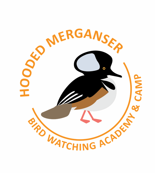 Hooded Merganser