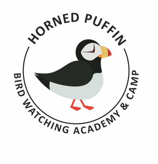 Horned Puffin