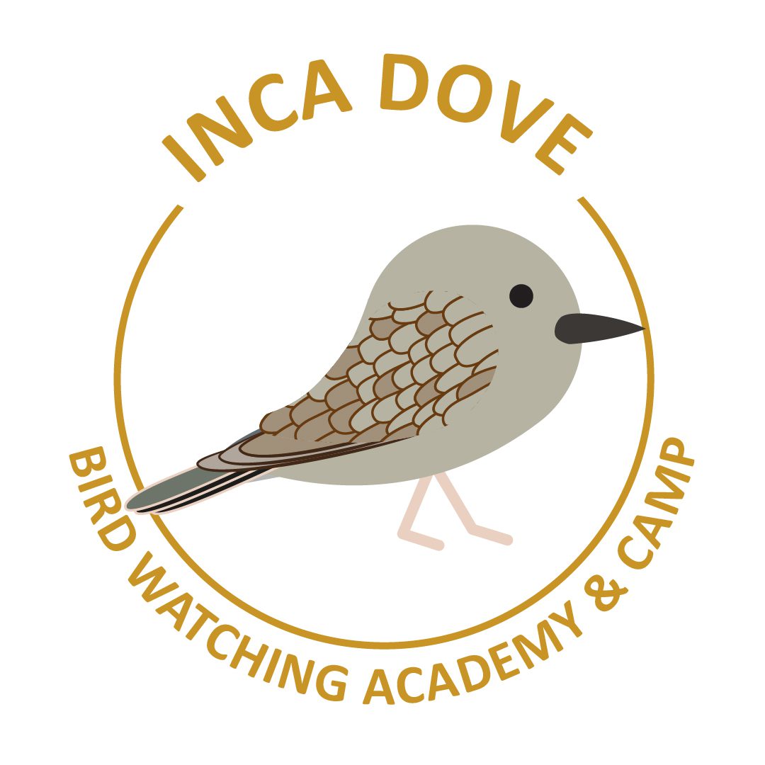 Inca Dove