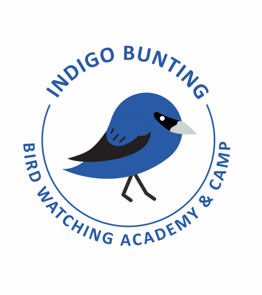 Indigo Bunting