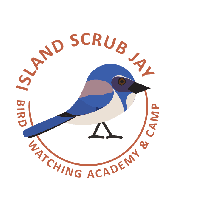 Island Scrub Jay
