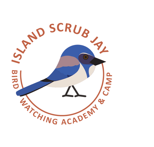 Island Scrub Jay