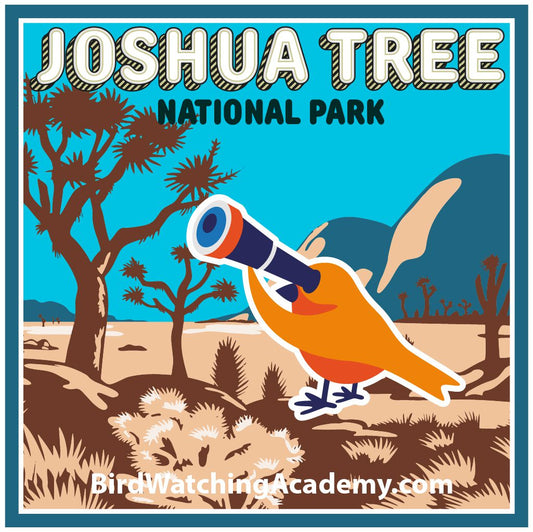 Bird Watching at Joshua Tree National Park