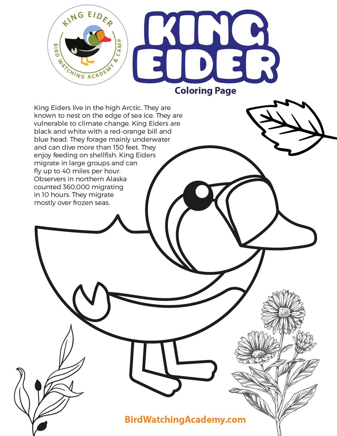 King Eider Coloring Page
