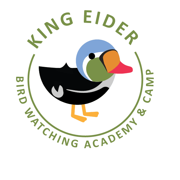 King Eider