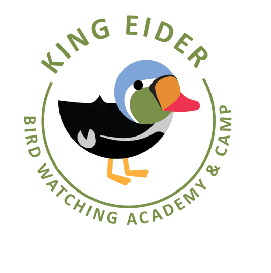 King Eider