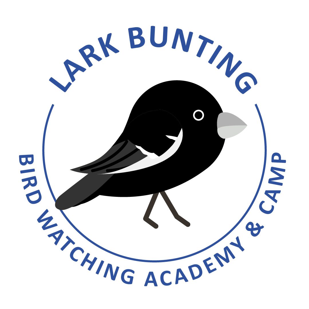 Lark Bunting