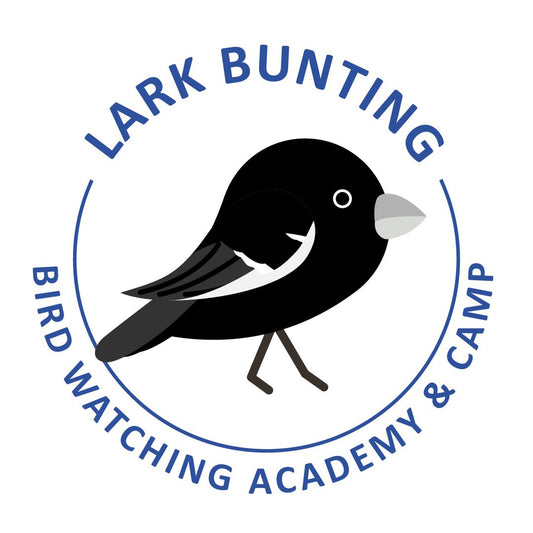 Lark Bunting