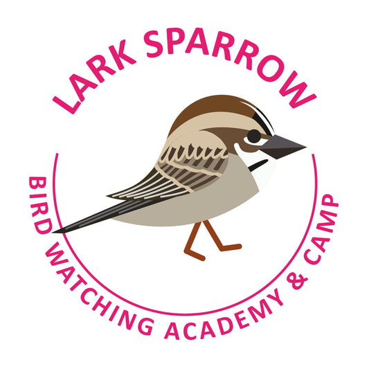 Lark Sparrow