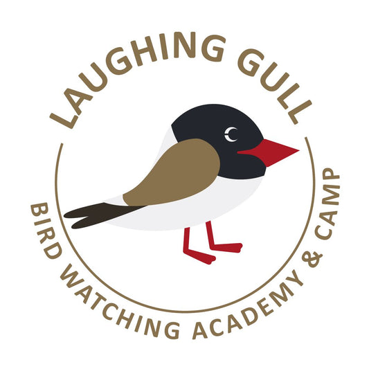 Laughing Gull