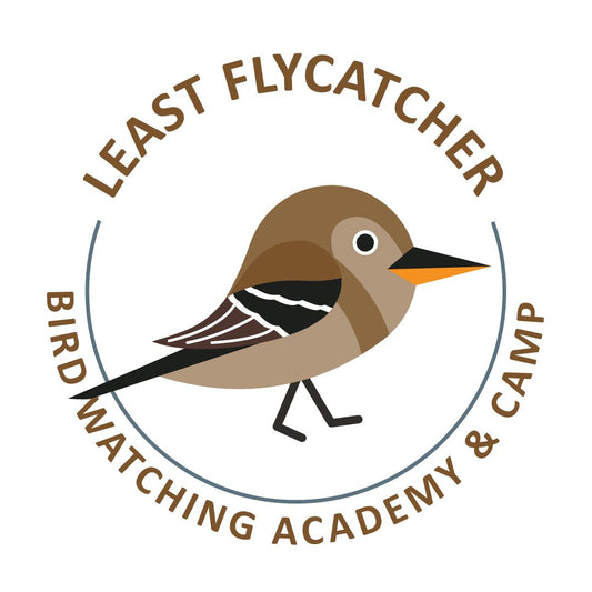 Least Flycatcher