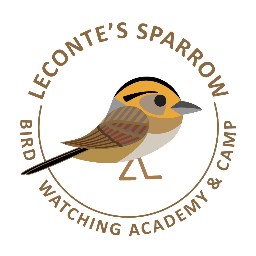 LeConte's Sparrow 