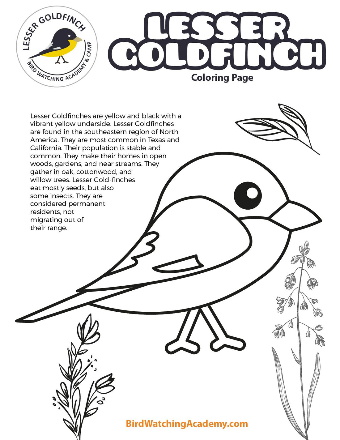 Lesser Goldfinch Coloring Page